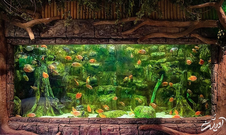 (تصاویر) آکواریوم انزلی